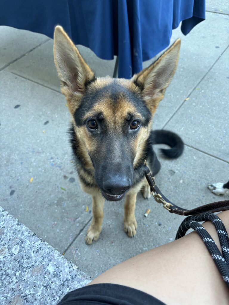 A German Shepherd on a leash looks up attentively. The dog is sitting on a sidewalk next to someones knee, with a blue tablecloth and pavement in the background.