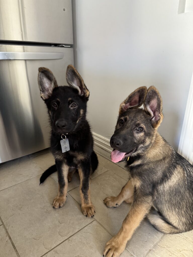 Two German Shepherd puppies sit on a tiled kitchen floor near a fridge. One puppy is black and tan, the other is sable with its tongue out. Both have big ears and look toward the camera.