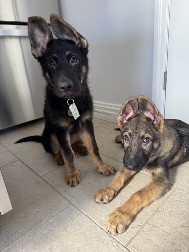 Two German Shepherd puppies with large floppy ears, one sitting and one lying on a tiled floor, look up toward the camera in a bright room.