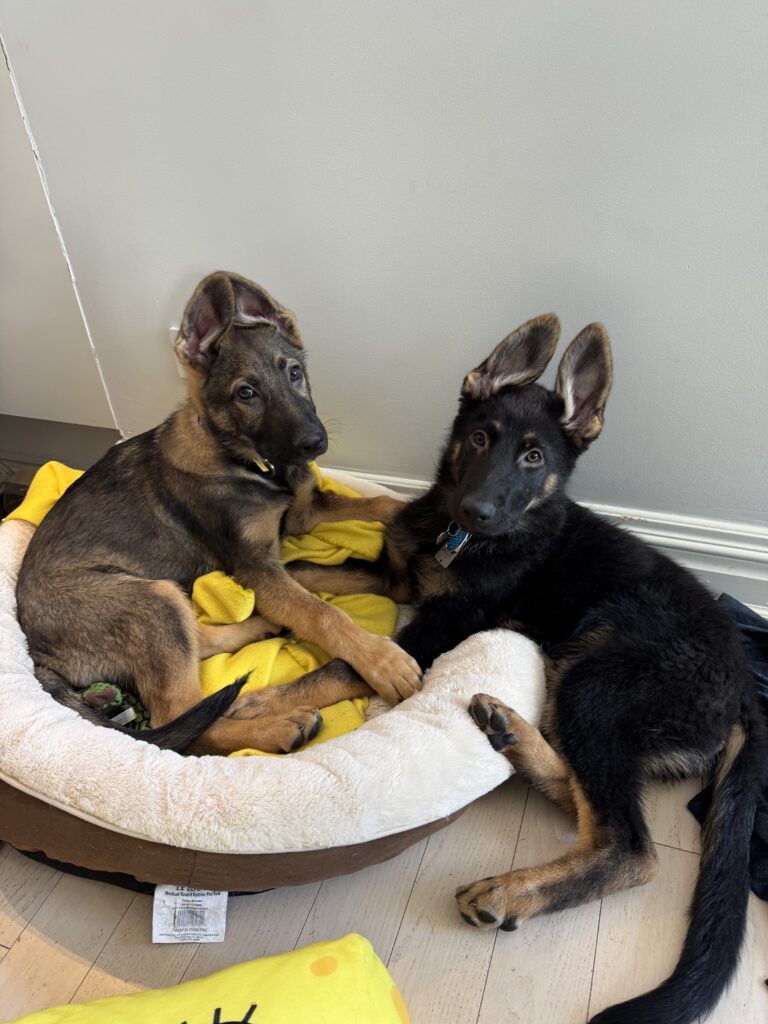 Two German Shepherd puppies lie together in a soft dog bed with a yellow blanket, looking up at the camera. One puppy is tan and black, the other mostly black, both with large, upright ears.