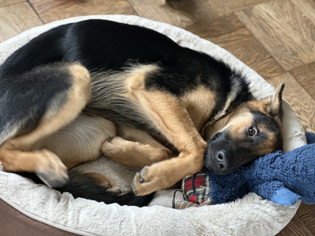 A black and tan dog is curled up in a round dog bed, resting its head on a blue plush toy with a plaid pattern, looking up at the camera.