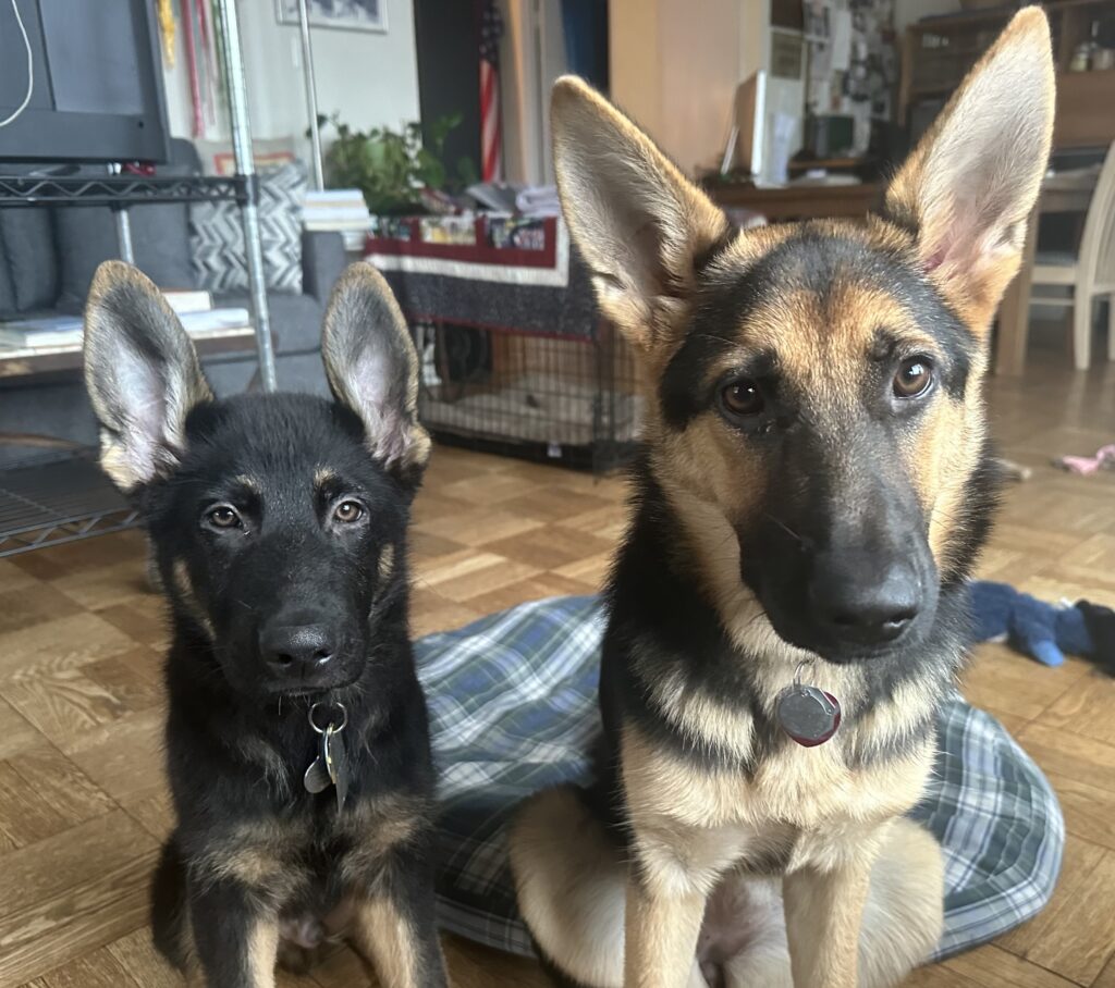 Two German Shepherd dogs sit indoors on a wooden floor, one puppy and one adult, both looking at the camera. A dog bed, furniture, and various household items are visible in the background.