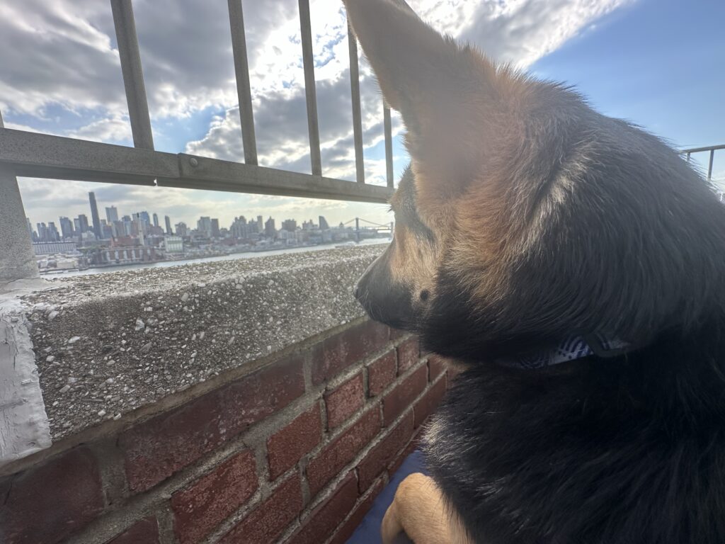 A German Shepherd dog looks out over a city skyline from a rooftop, with metal railings and a cloudy blue sky in the background.