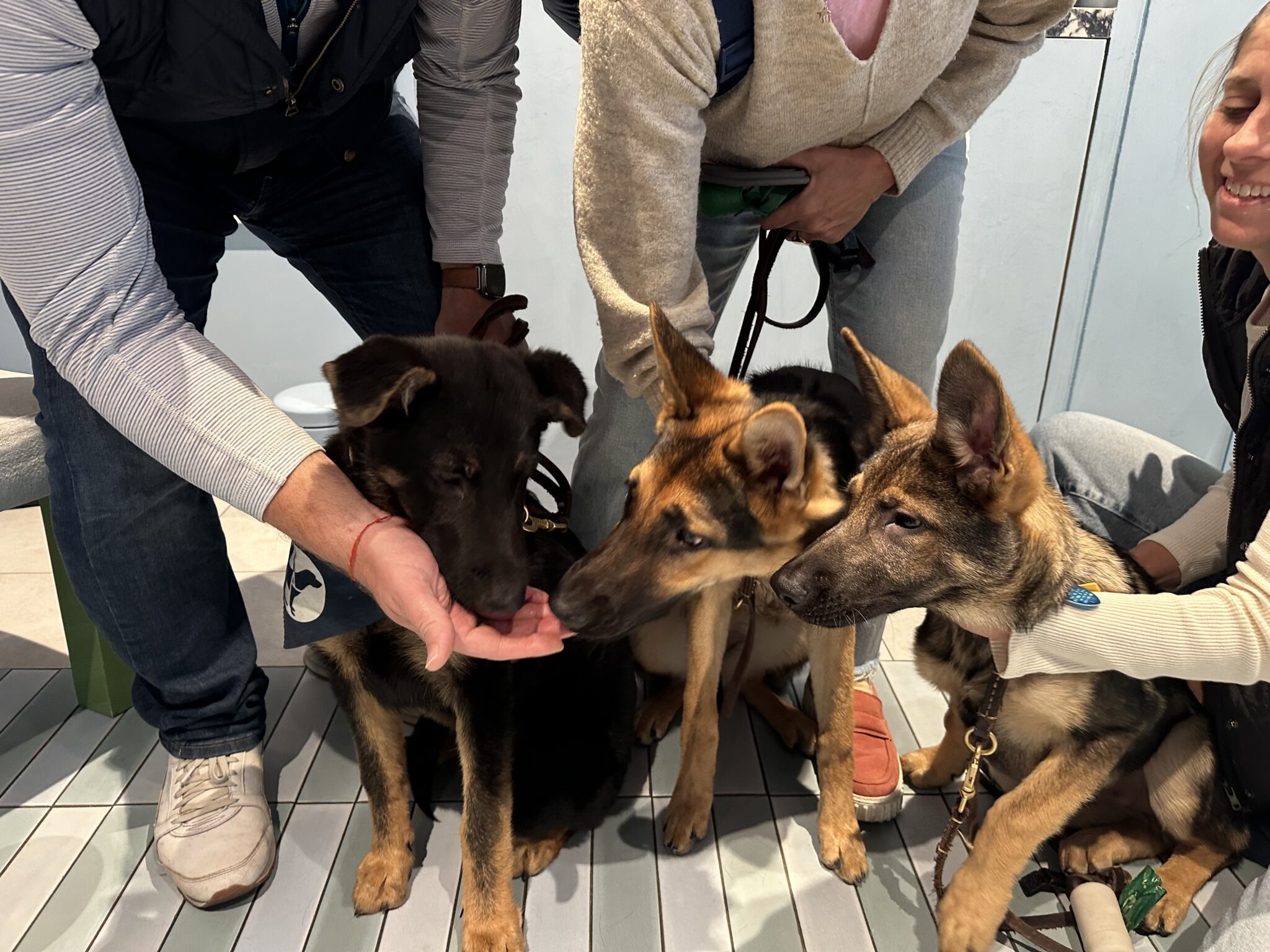 Three German Shepherd puppies are greeted by people crouching around them. One puppy is sniffing a persons hand while the other two sit attentively. All are indoors on a tiled floor.