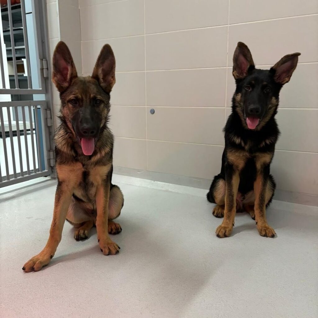 Two German Shepherd puppies sit indoors on a light-colored floor near a white tiled wall, both looking at the camera with their tongues out and ears perked up.