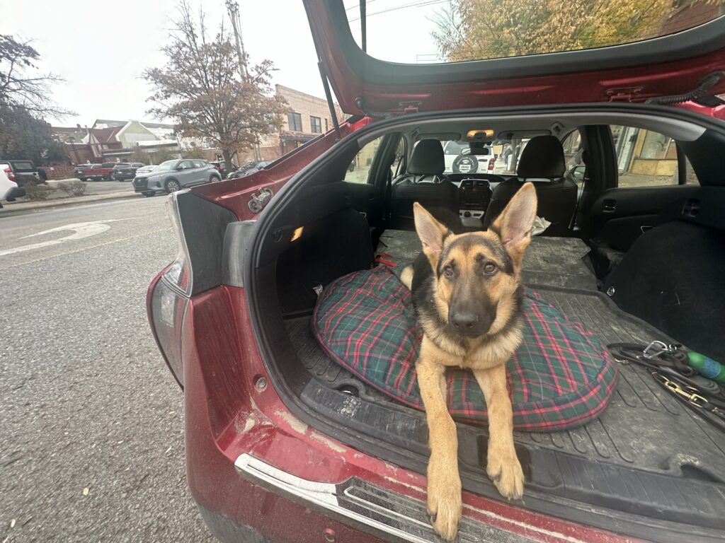 A German Shepherd puppy lies on a plaid blanket in the open trunk of a red car parked on a street, looking at the camera.