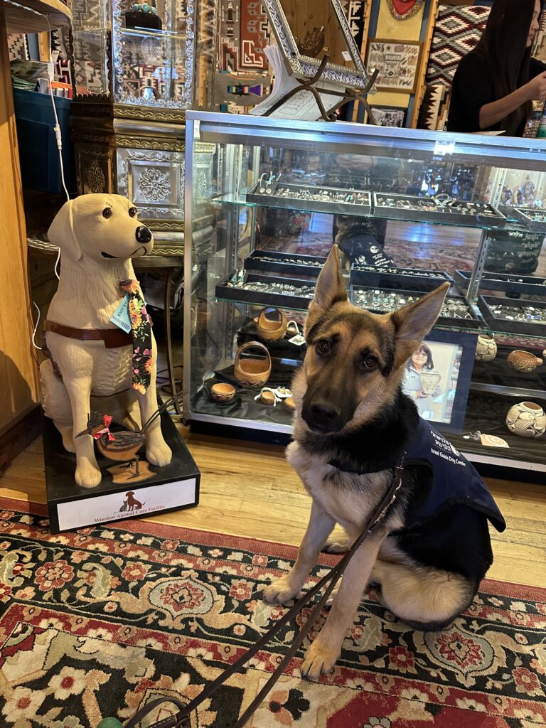 A German Shepherd wearing a vest sits on a patterned rug in front of a glass display case, next to a life-sized Labrador statue with a decorative scarf, inside a colorful, ornate shop.