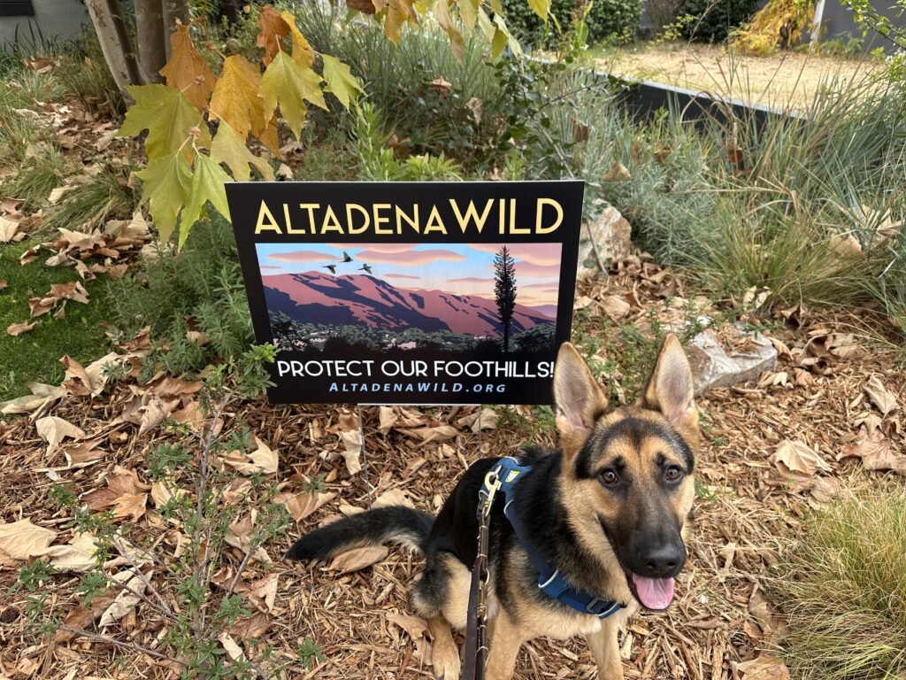 A German Shepherd sits in front of an Altadena Wild: Protect Our Foothills sign, surrounded by fall leaves and plants.
