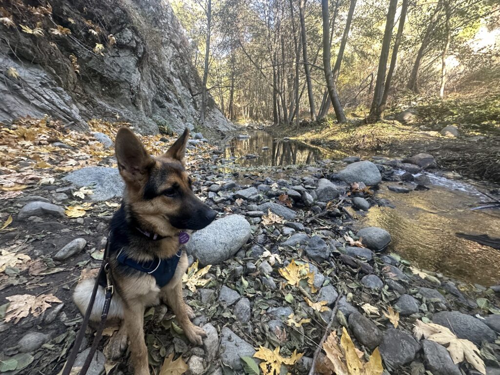 A German Shepherd sits on a rocky, leaf-covered path near a shallow creek in a forested area with sunlight filtering through the trees.