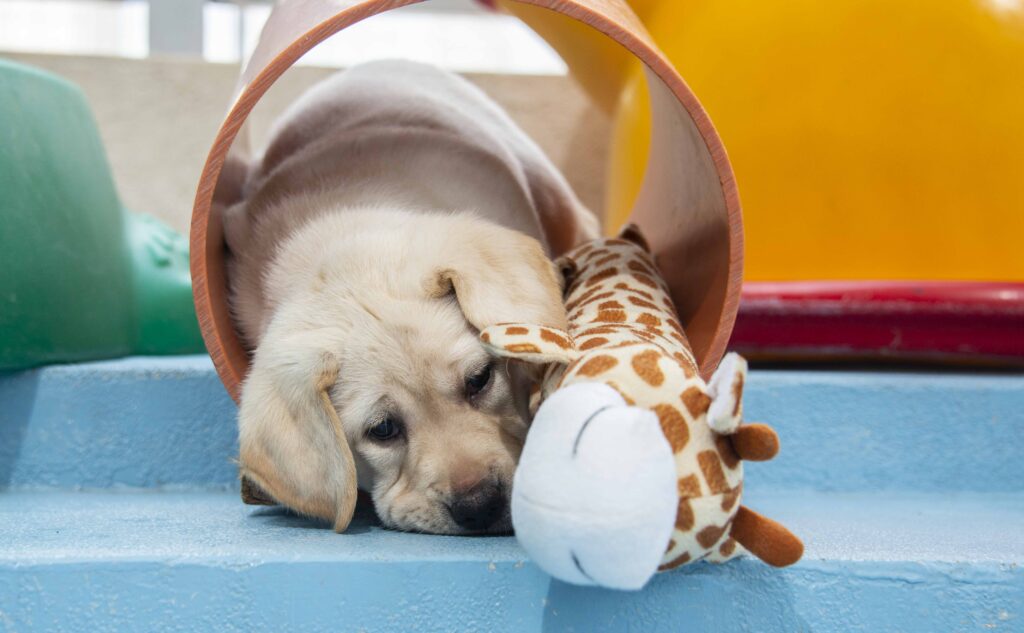 A yellow Labrador puppy lies inside a tunnel on blue steps, resting its head beside a plush giraffe toy, looking relaxed and content.