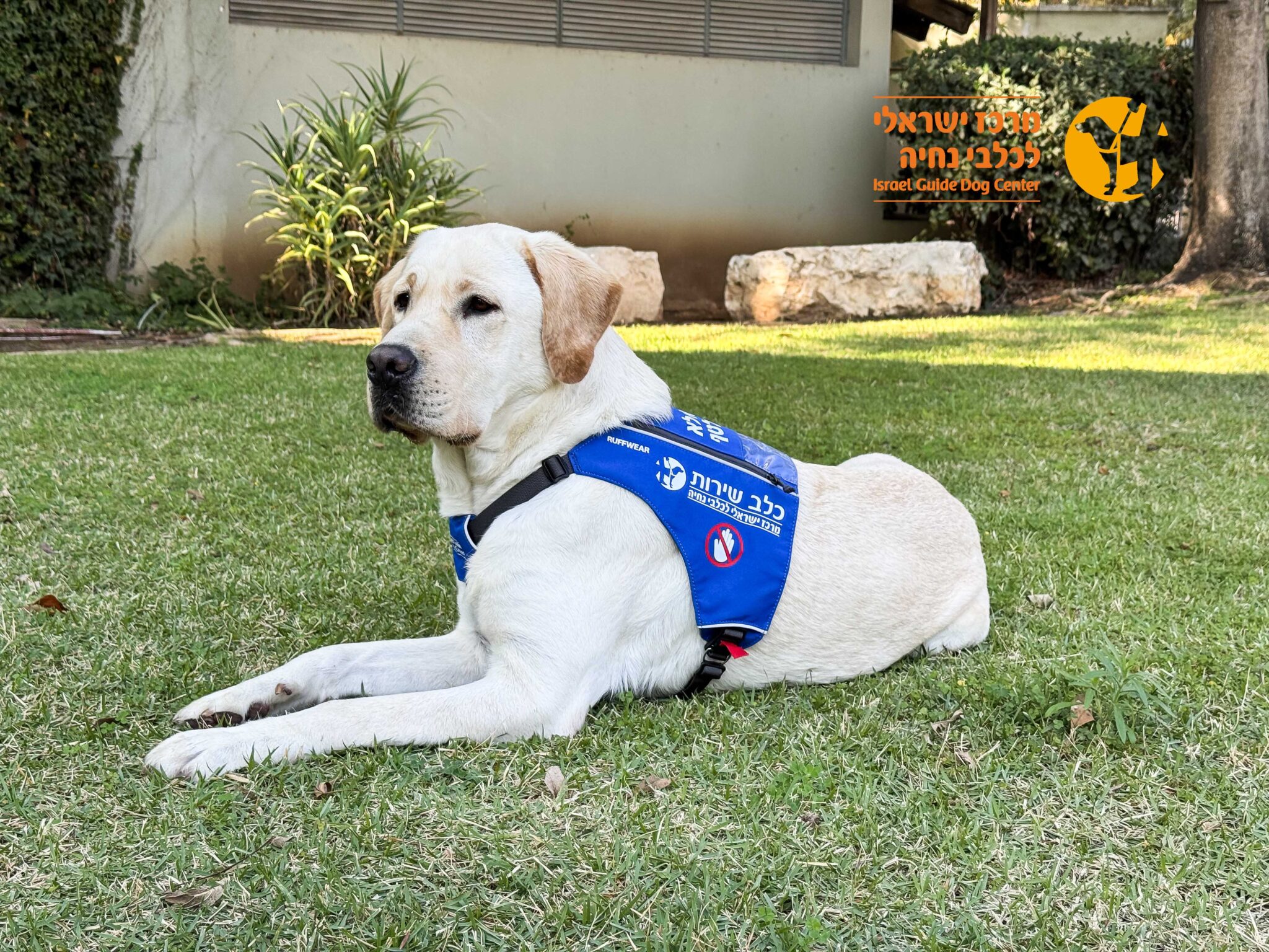 A yellow Labrador wearing a blue service dog vest lies on grass. There is a building and bushes in the background, and an orange logo with Hebrew and English text appears in the top right corner.