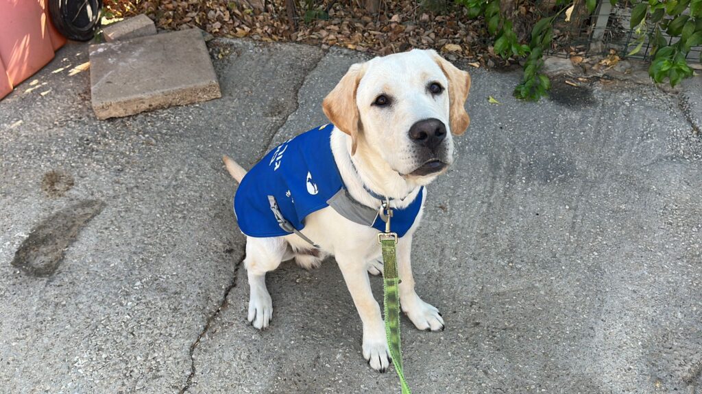A yellow Labrador Retriever wearing a blue service dog vest sits on a concrete surface, looking up. A green leash is attached to its collar, and there are leaves and stones nearby.