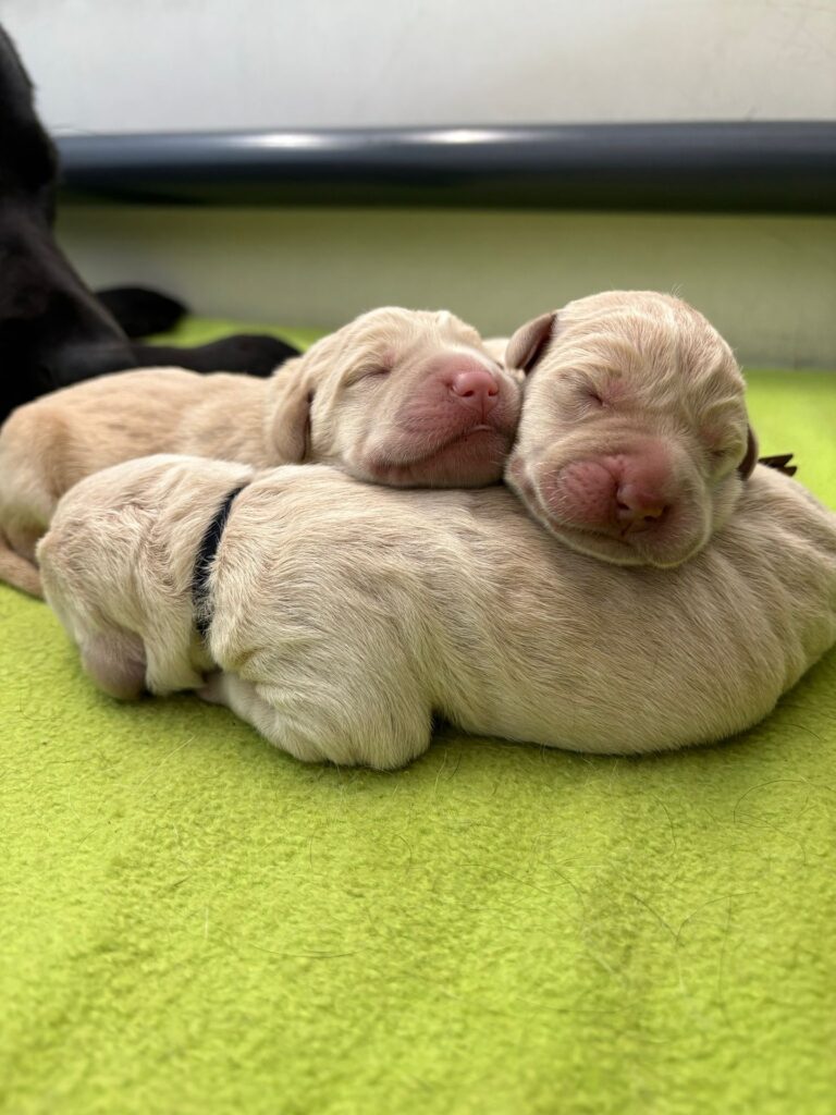 Three newborn puppies with closed eyes nap closely together on a bright green blanket, with two cuddled on top of the third.