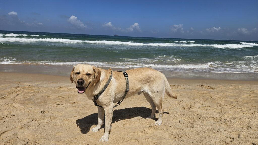 A yellow Labrador retriever wearing a harness stands on sandy beach near ocean waves under a clear blue sky.