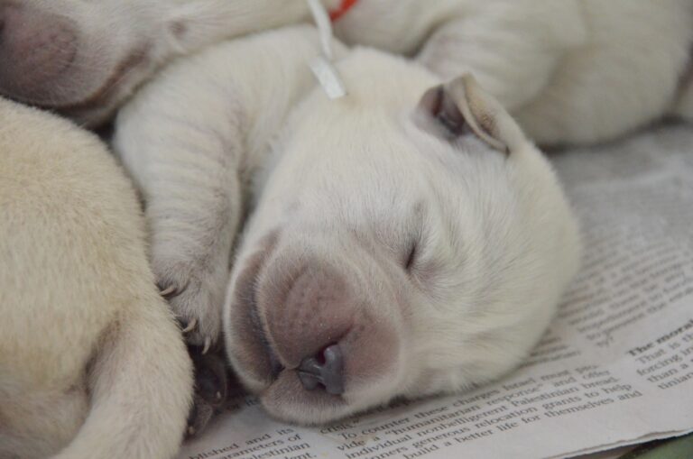 A close-up of a light-colored newborn puppy sleeping on a newspaper, with another puppy partially visible beside it.