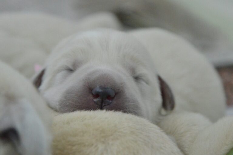 A close-up of a sleeping newborn puppy with light fur, its eyes closed and nose resting gently on another puppy. The background is softly blurred, giving a peaceful feel.