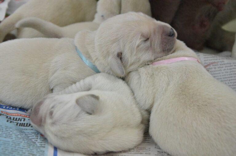 Three newborn light-colored puppies with closed eyes rest closely together on a newspaper. Two wear colored collars, one blue and one pink, while one puppy sleeps with its head on top of another puppy.