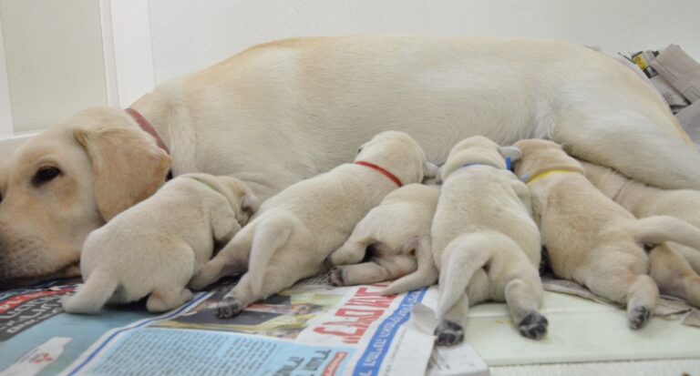 A yellow labrador lies on its side while five light-colored puppies nurse, each wearing a different colored collar, on a pile of newspapers.