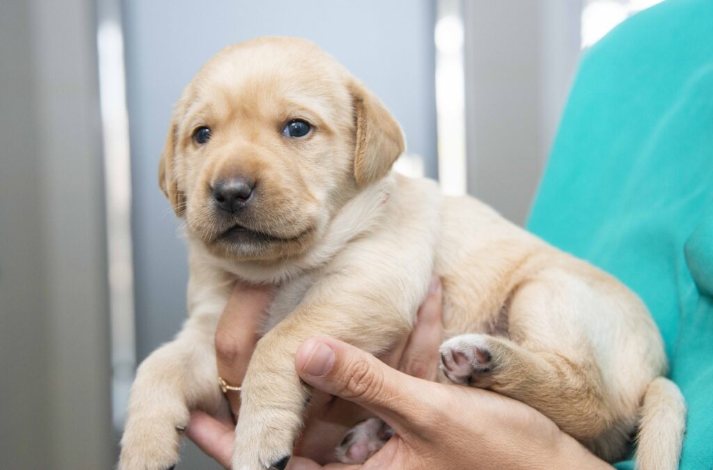 A person in a teal shirt gently holds a small, light brown Labrador puppy, who looks calmly at the camera.