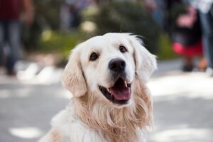 A golden retriever with long, light fur sits outdoors, looking at the camera with its mouth open in a happy expression. The background is blurred, showing people and greenery.
