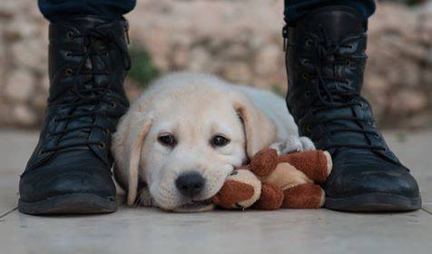 A yellow Labrador puppy lies on the ground between a pair of black boots, resting its head on a brown stuffed animal.