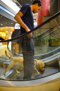 A man with a guide dog descends an escalator in a shopping mall. The dog is focused and leading the way, while the man holds the harness handle.