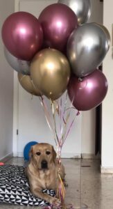A golden Labrador lies on a cushion, holding strings attached to pink, gold, and silver balloons floating above its head indoors.