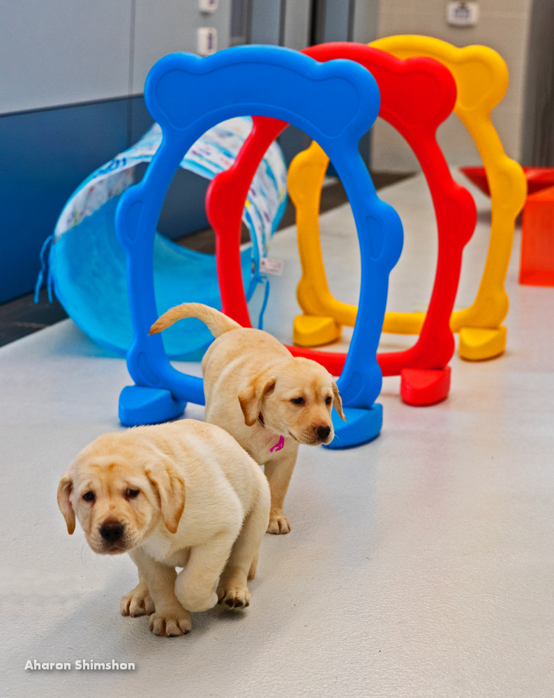 Two yellow labrador puppies walk on a light floor in front of colorful plastic obstacles shaped like dog bones. Blue, red, and yellow play structures are in the background.