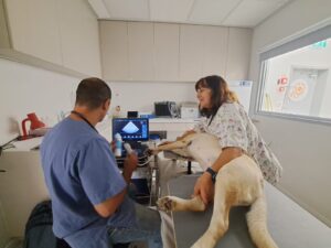 A veterinarian performs an ultrasound on a dog lying on a table, while another person holds the dog still in a bright, modern clinic room.