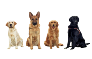 Four dogs—one yellow lab, one German shepherd, one golden retriever, and one black lab—are sitting side by side facing forward on a plain white background.