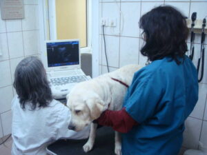 A yellow labrador retriever stands on an exam table while two veterinarians perform an ultrasound scan using a monitor in a veterinary clinic.