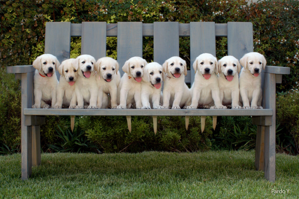 Ten yellow Labrador puppies sit in a row on a wooden bench outdoors, all facing forward with their tongues out, surrounded by green grass and bushes in the background.