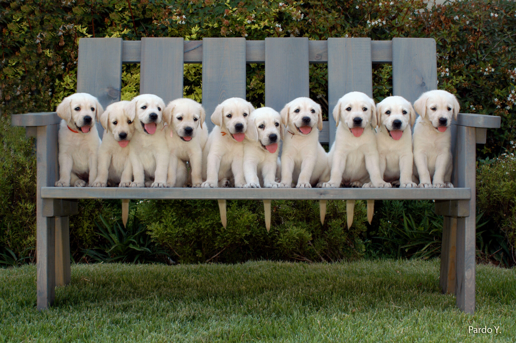 Ten yellow Labrador puppies sit in a row on a wooden bench outdoors, all facing forward with their tongues out, surrounded by green grass and bushes in the background.