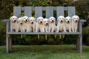Ten yellow Labrador puppies sit in a row on a wooden bench outdoors, all facing forward with their tongues out, surrounded by green grass and bushes in the background.