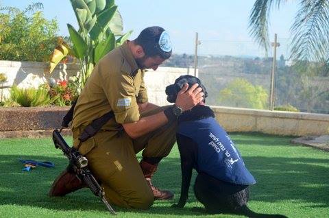 A soldier in uniform kneels on the grass, gently holding and looking at a dog wearing a vest. They are outdoors, surrounded by greenery and bright sunlight.