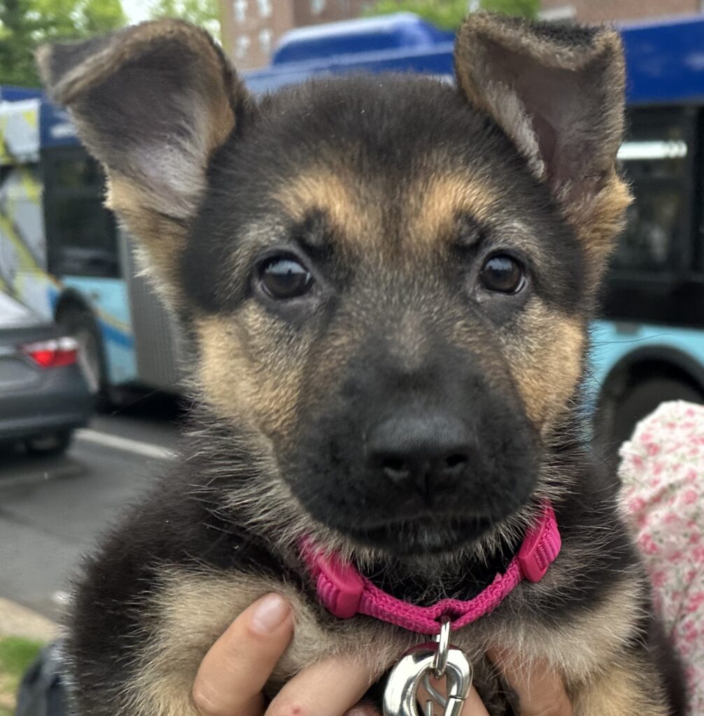A close-up of a German Shepherd puppy wearing a pink collar, being held up outdoors. A blue bus and cars are visible in the blurry background.