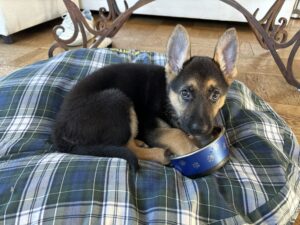 A German Shepherd puppy lies curled up on a plaid cushion, looking at the camera while resting its nose inside a blue dog bowl with paw prints.