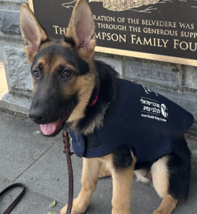 A German Shepherd puppy wearing a vest sits on a stone pavement in front of a plaque, looking alert and happy with its tongue out.