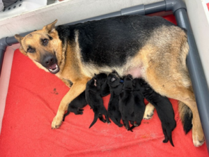 A German Shepherd lies on a red blanket while six small black puppies nurse from her. She looks up with a relaxed expression.
