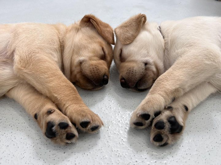 Two light brown puppies are lying on their sides, asleep with their faces touching and front paws outstretched, on a light-colored floor.