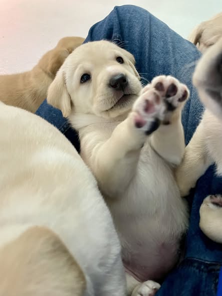 A yellow Labrador puppy lies on its back with its paws up, looking playful and relaxed. Other puppies and a persons leg in jeans are visible around it.