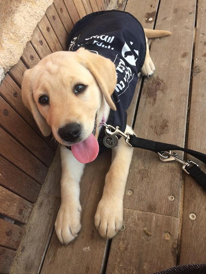 A yellow Labrador puppy wearing a black T-shirt lies on a wooden floor, looking up with its tongue out. The puppy is on a leash attached to its collar.