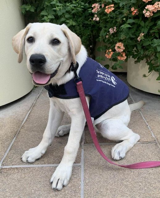 A yellow Labrador puppy wearing a blue service vest and pink leash sits on a tile floor, looking up with its tongue out. There are green plants and orange flowers in the background.