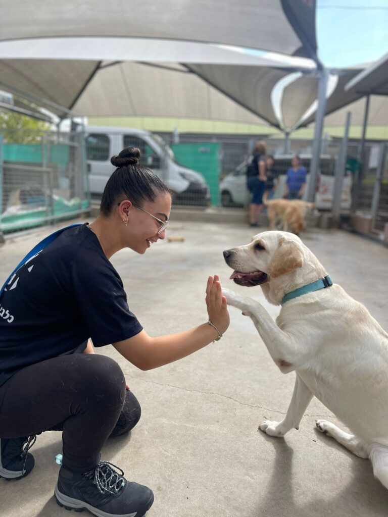 A young woman kneels and smiles while giving a high-five to a yellow Labrador retriever in an outdoor animal shelter area.