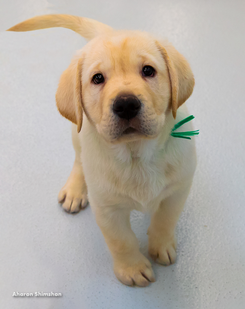 A yellow Labrador Retriever puppy with a green ribbon around its neck stands on a light-colored floor, looking up with curious eyes.