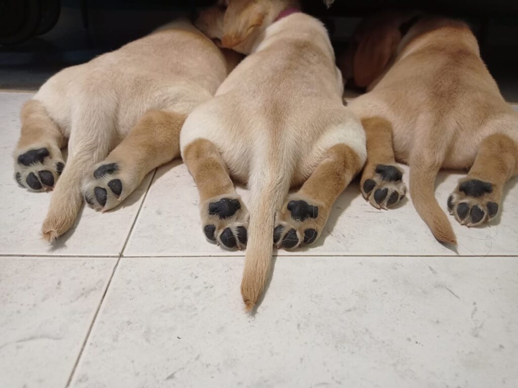 Three light brown puppies lie on a tiled floor with their backs and tails facing the camera, hind legs stretched out and paws visible. Their heads are out of view, tucked under a piece of furniture.