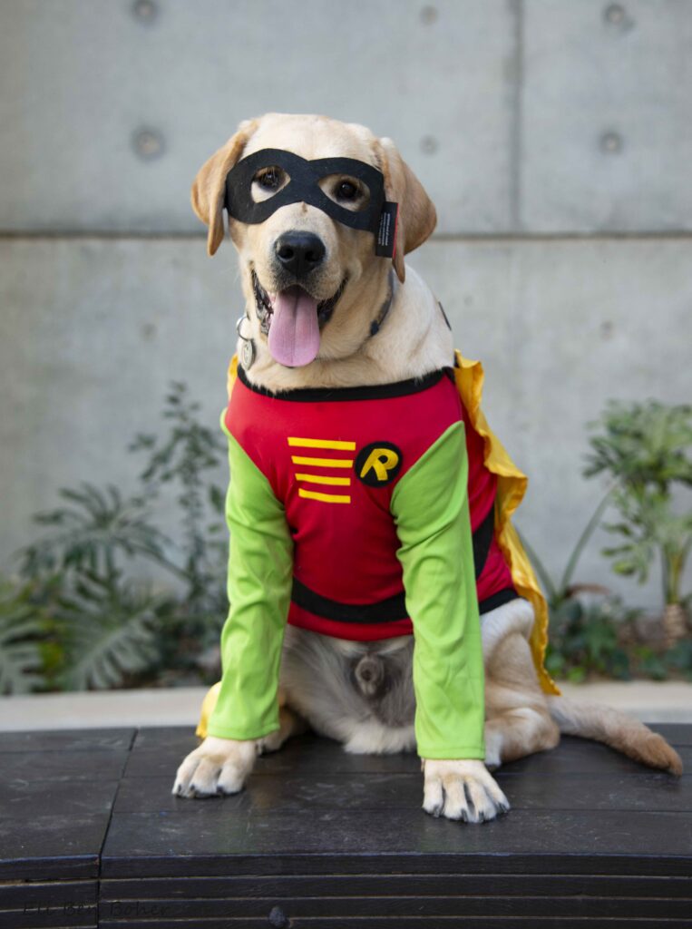A yellow labrador retriever wearing a Robin superhero costume, complete with a mask and a red, yellow, and green outfit, sits on a bench with its tongue out.