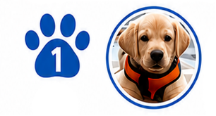 A blue paw print with the number 1 next to a circular photo of a Labrador puppy wearing an orange harness.